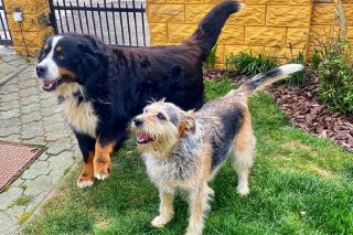 Domácí mazlíčci stojící vedla sebe